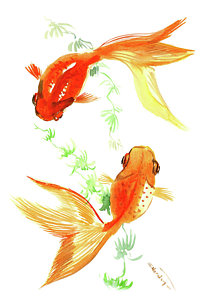 200x300 Koi Fish Watercolor Paintings Fine Art America - Koi Fish Watercolor