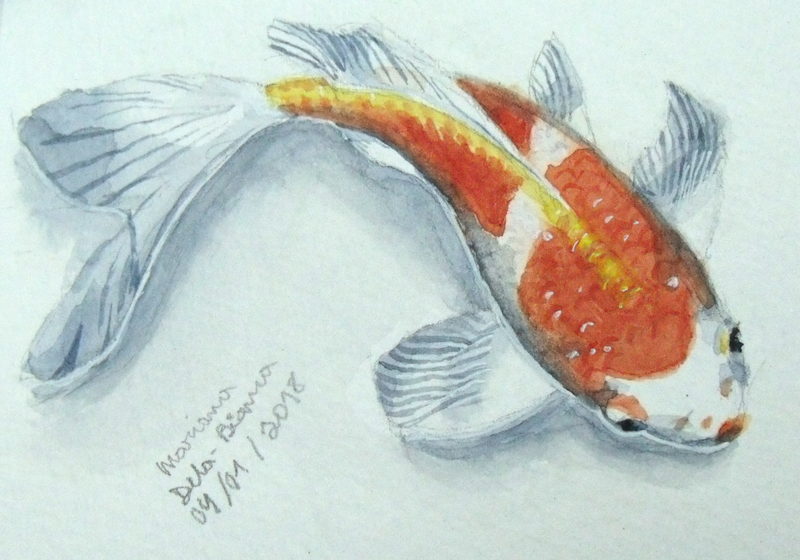 800x560 Jujubaverde (Mariana) - Koi Fish Watercolor