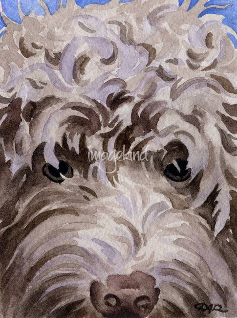 485x650 Labradoodle By David Rogers - Labradoodle Watercolor