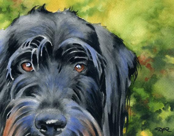 570x447 Black Labradoodle Art Print By Watercolor Artist Dj Rogers Etsy - Labradoodle Watercolor