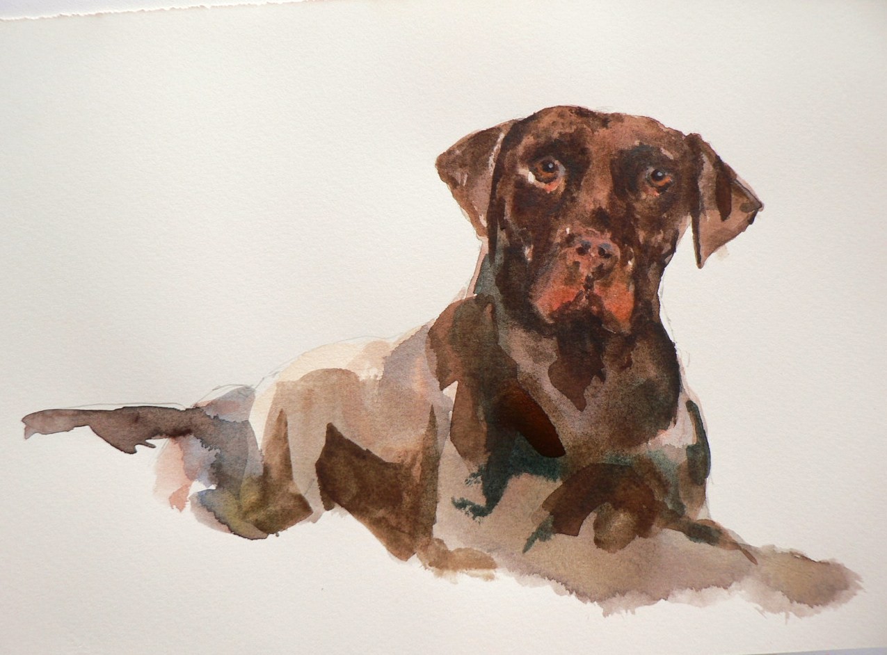 1275x942 Chocolate Lab Practice Piece Alison Fennell Art - Labrador Watercolor