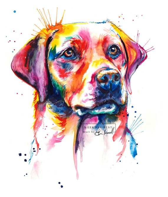 570x668 Colorful English Lab, Labrador Retriever Art Print - Labrador Watercolor