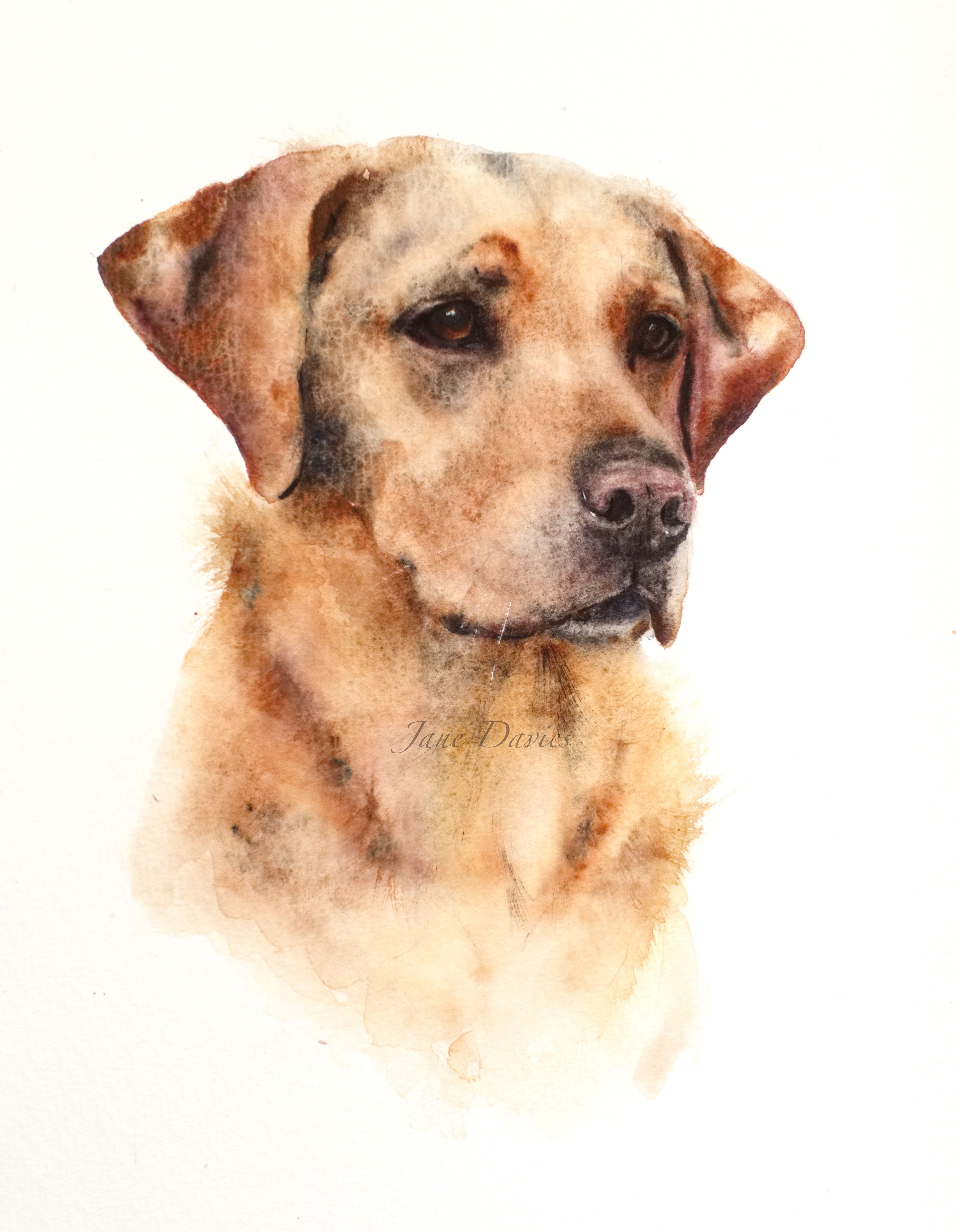 3630x4681 Pet Portrait Of A Labrador Painted By Watercolour Artist Jane - Labrador Watercolor