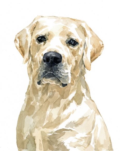 465x587 White Lab Watercolor Watercolor Techniques White - Labrador Watercolor