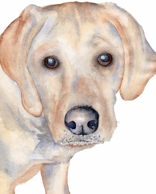 500x623 Labrador Watercolor Tumblr - Labrador Watercolor