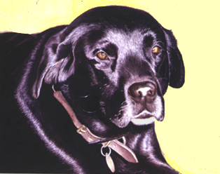 314x248 Watercolor Portraits Of My Labrador Retrievers By The Pet - Labrador Watercolor