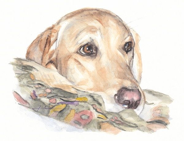 600x461 Yellow Labrador Watercolor Portrait Mike Theuer Miketheuer.tumblr - Labrador Watercolor