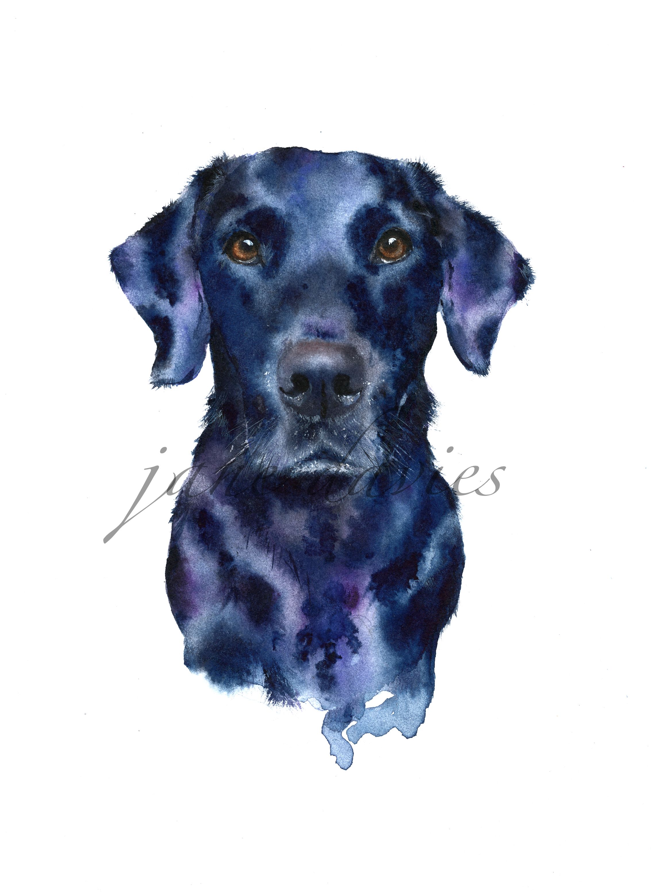 2265x3105 Black Labrador Painted By Watercolour Artist Jane Davies - Labrador Watercolor