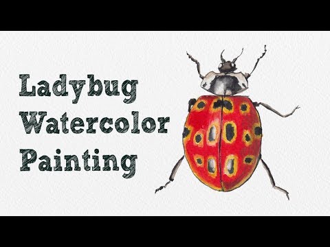 480x360 Ladybug Watercolor Painting Speed Paint - Ladybug Watercolor