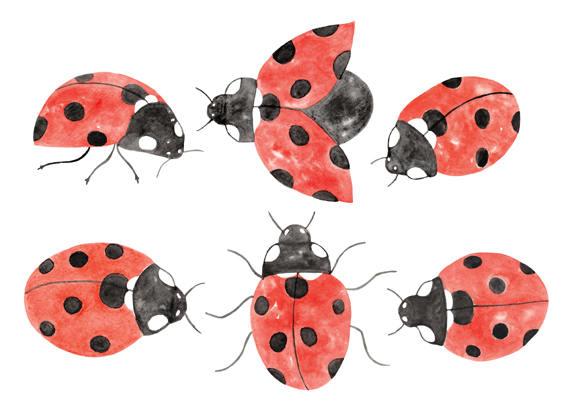 570x415 Watercolor Ladybug Clipart Etsy - Ladybug Watercolor