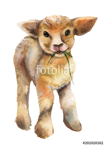 359x500 Lamb Watercolor. Stock Photo And Royalty Free Images On Fotolia - Lamb Watercolor