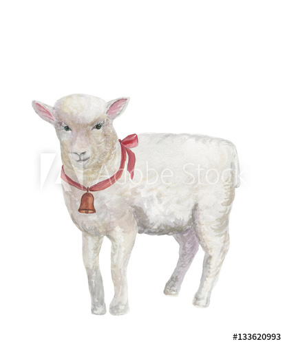 414x500 Watercolor Painting A White Suffolk Lamb With A Bell Around His - Lamb Watercolor
