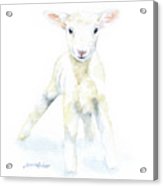 163x186 White Lamb 1 Watercolor Painting By Susan Windsor - Lamb Watercolor
