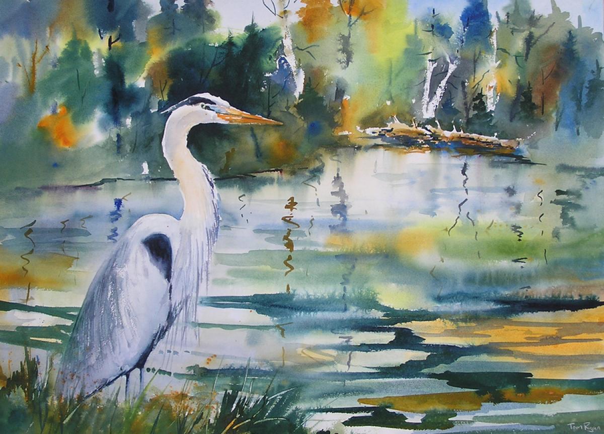 1200x862 Wildlife Watercolor Paintings Great Blue Heron By Tom Ryan - Large Watercolor