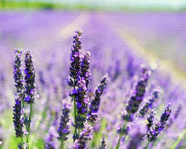 615x492 Lavender Watercolor Painting Free Stock Photo - Lavender Watercolor