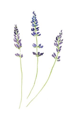 343x480 Lavender Watercolor Print 5 X 7 Watercolor Painting - Lavender Watercolor