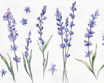 340x270 Lavender Watercolor Etsy - Lavender Watercolor