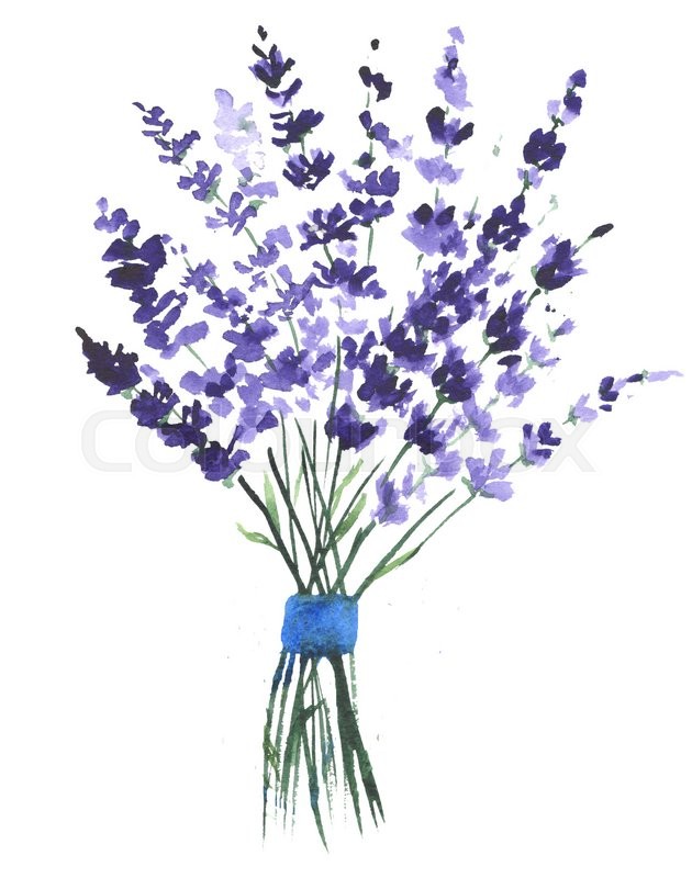 630x800 Watercolor Lavender Clip Art Stock Photo Colourbox - Lavender Watercolor