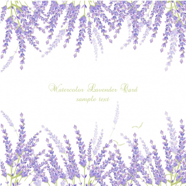 626x626 Watercolor Lavender Card Vector Free Download - Lavender Watercolor