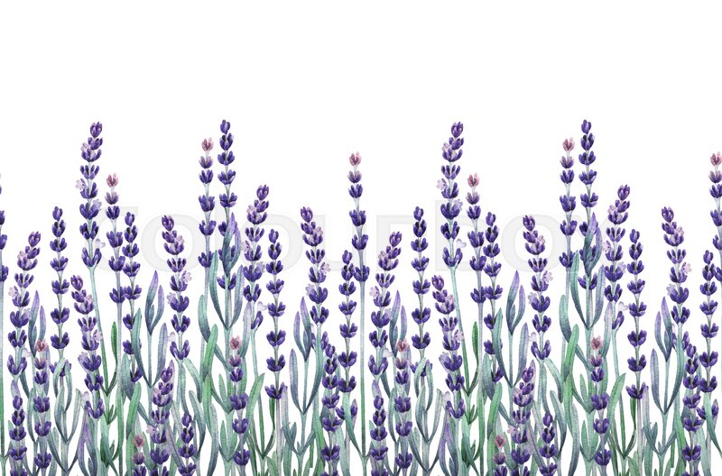 800x528 Watercolor Lavender Design. Hand Painted Provencal Herbs. Seamless - Lavender Watercolor