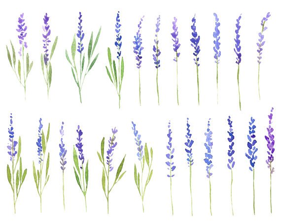 570x453 Watercolor Lavender Flowers Clip Art Watercolour Floral Etsy - Lavender Watercolor