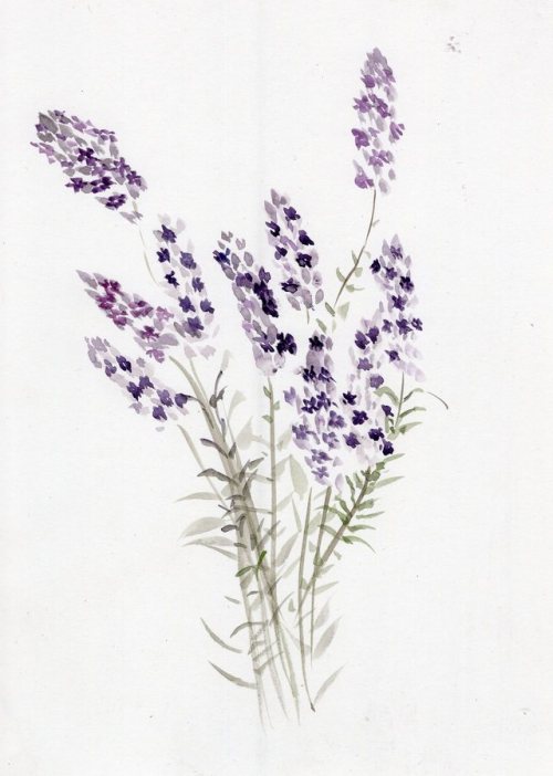 500x702 Lavender Watercolor Tumblr - Lavender Watercolor