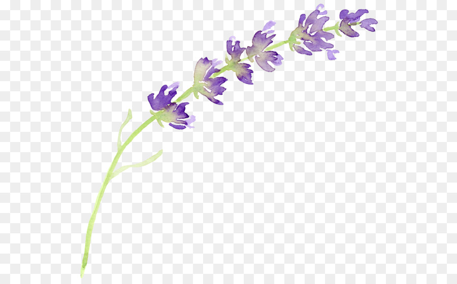 900x560 English Lavender Flower Watercolor Painting Clip Art - Lavender Watercolor