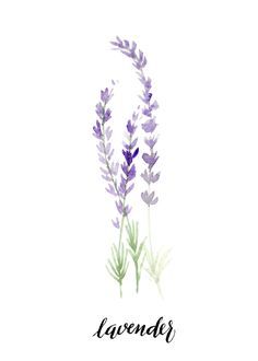 236x330 Image Result For Watercolor Lavender Watercolor - Lavender Watercolor