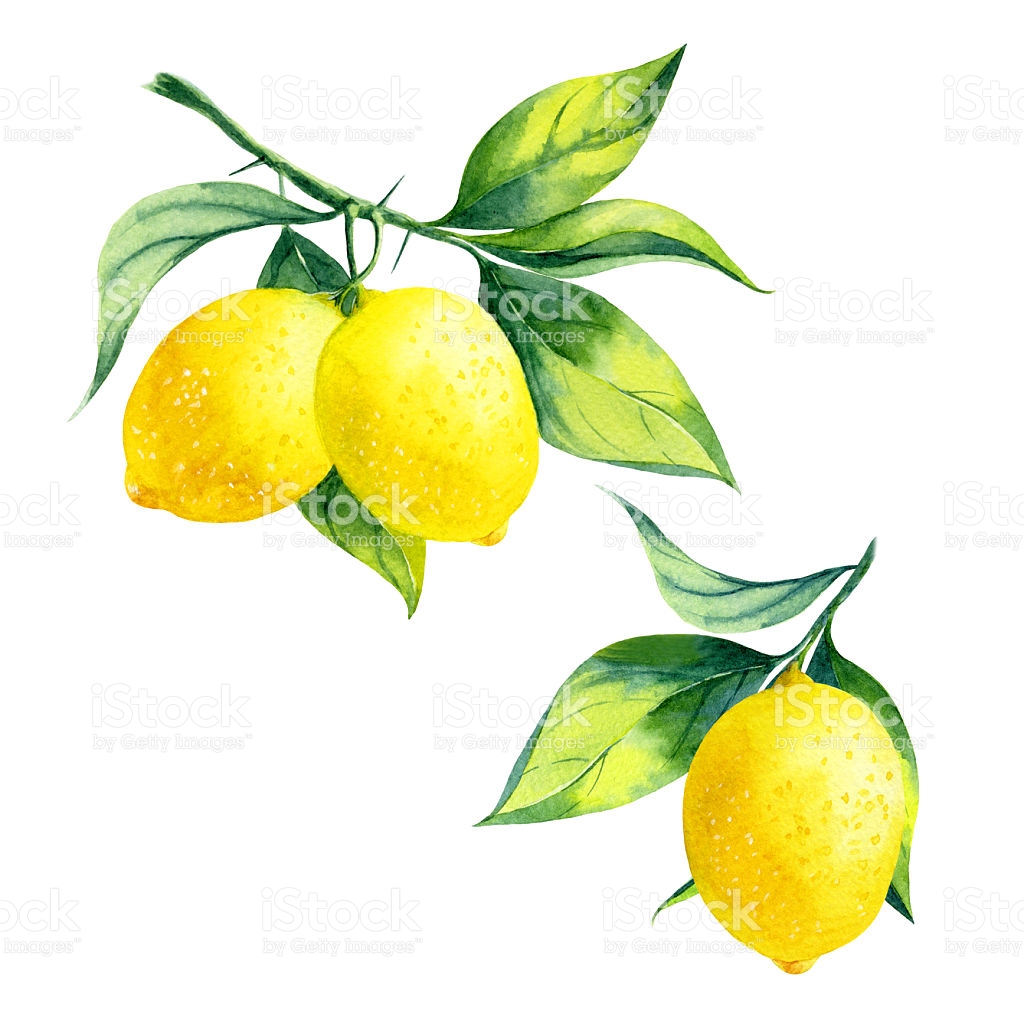 1024x1024 Collection Of Free Branches Clipart Lemon. Download On Ubisafe - Lemon Watercolor