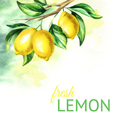 240x240 Search Photos Lemon Watercolor - Lemon Watercolor