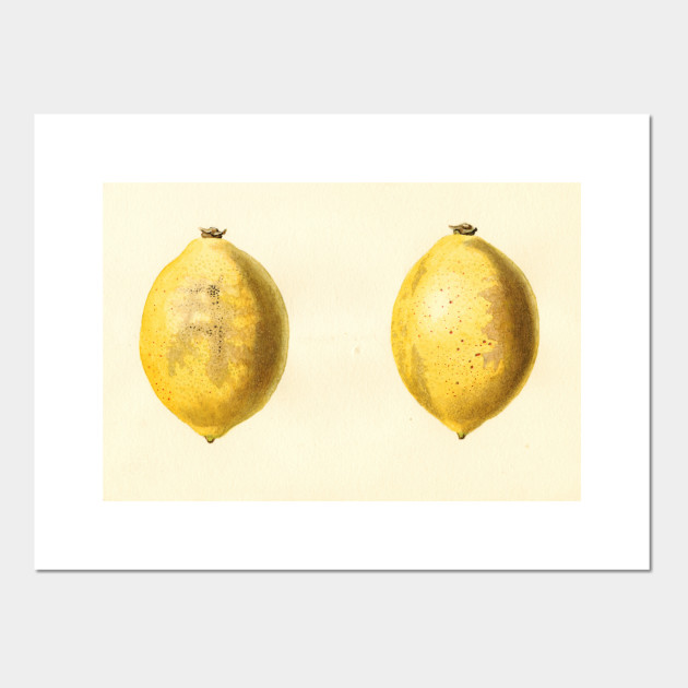630x630 Vintage Lemon Watercolor Painting - Lemon Watercolor
