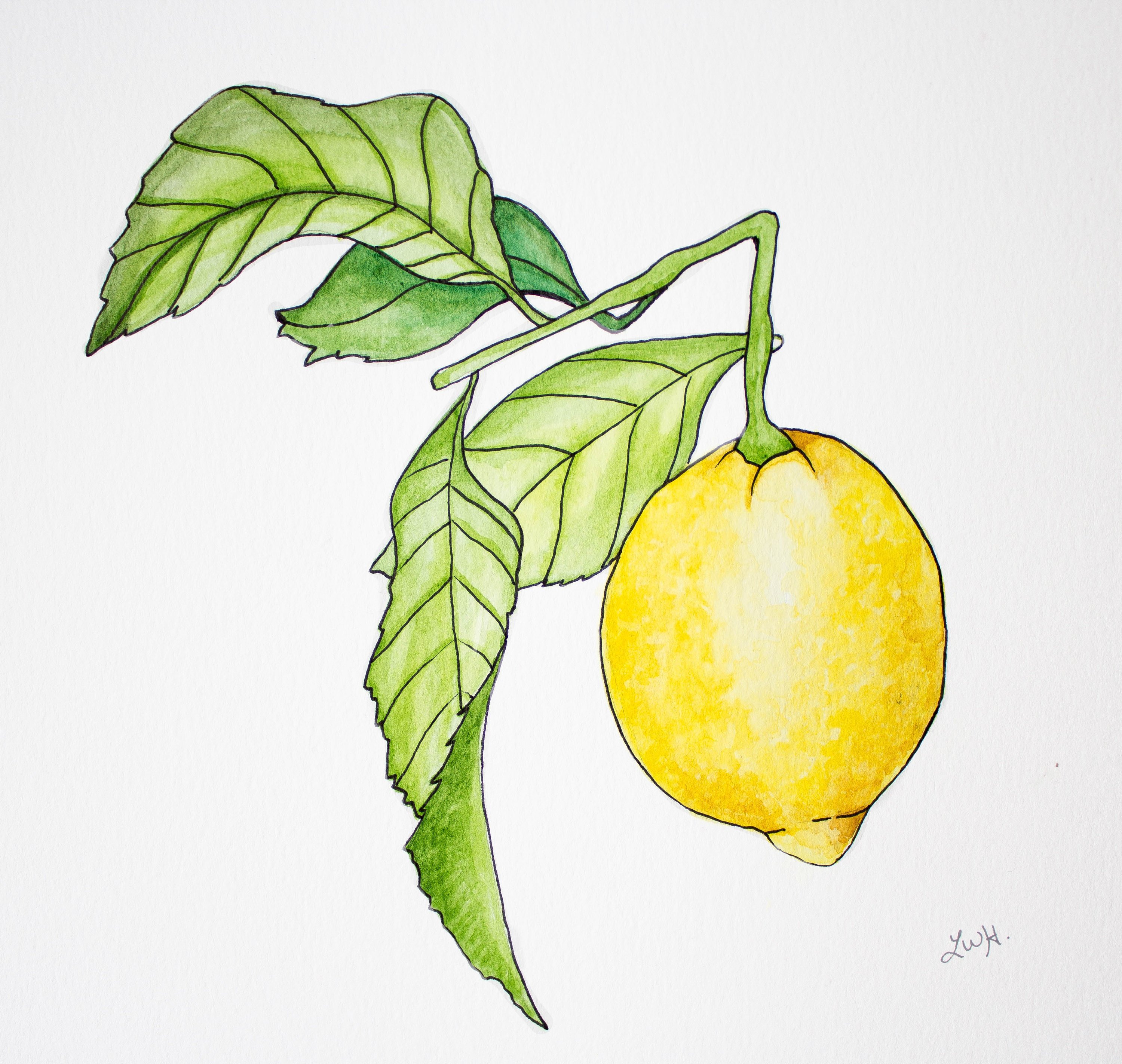 3000x2845 Lemon Watercolor Painting Etsy - Lemon Watercolor Painting