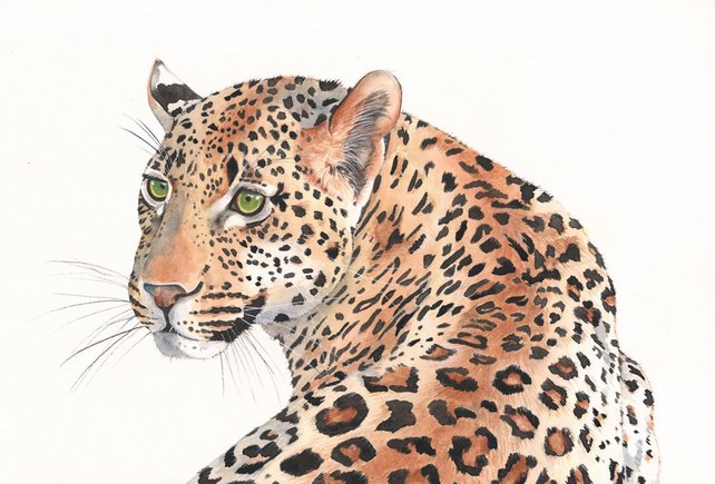 642x435 Leopard Watercolor Painting Animal Art Print Of Watercolor Etsy - Leopard Watercolor