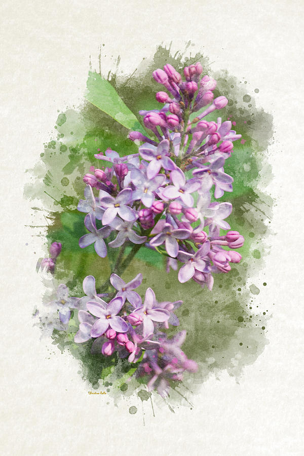 600x900 Lilac Watercolor Art Mixed Media By Christina Rollo - Lilac Watercolor