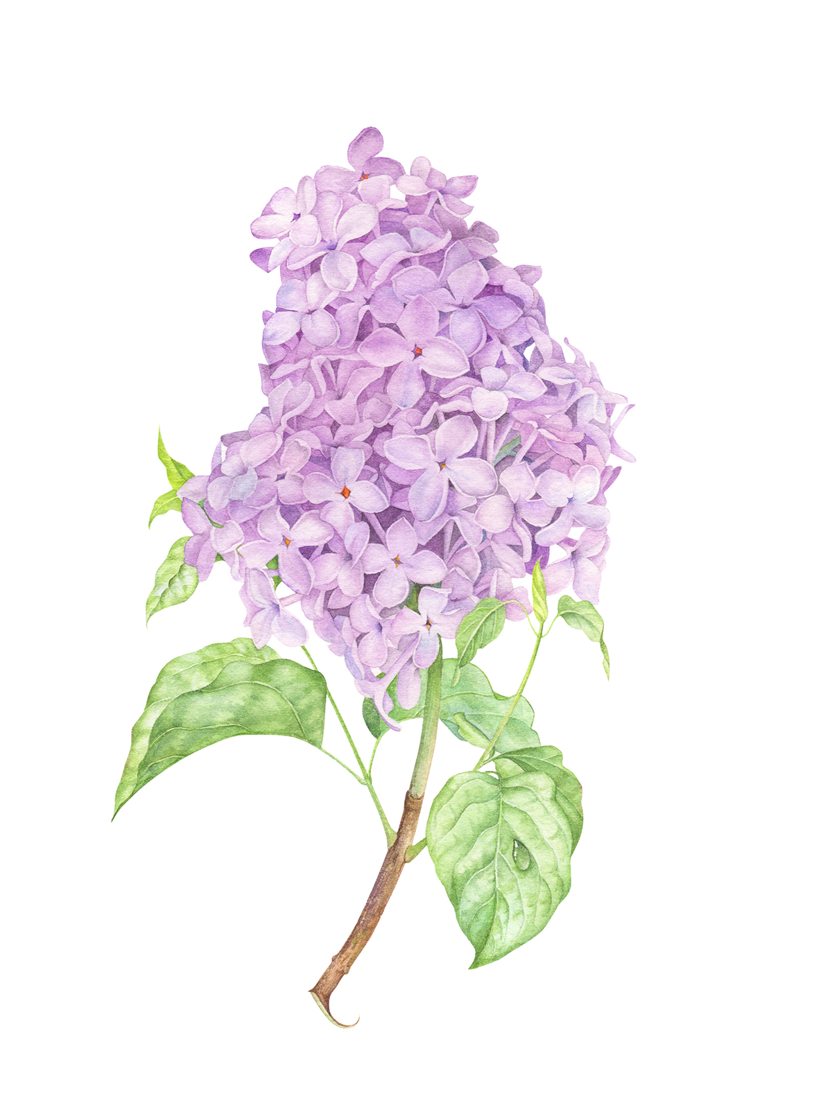 1200x1594 Lilac Watercolor Illustration On Behance - Lilac Watercolor