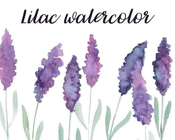 570x456 Buy 3 For 9 Usd Lilac Handpainted Watercolor Clip Art - Lilac Watercolor