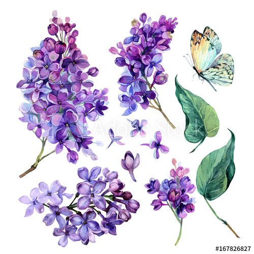 500x500 Watercolor Collection Of Purple Lilac. - Lilac Watercolor