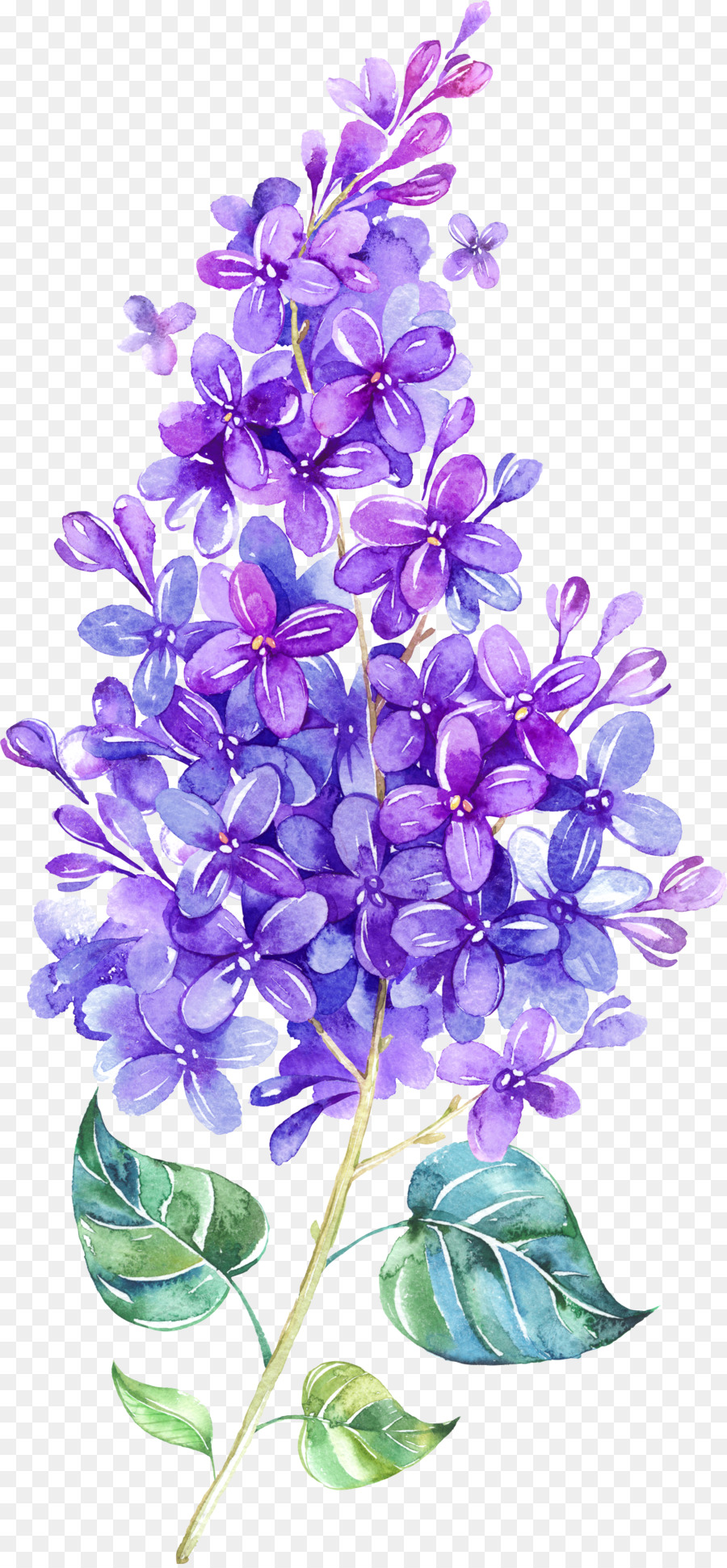 900x1940 Download Lilac Watercolor Painting Flower Violet Clip Art Floating - Lilac Watercolor