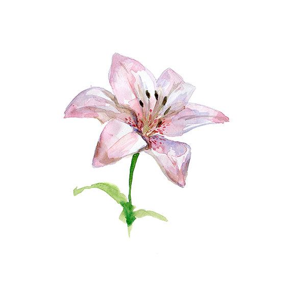 570x570 Lily Flower Watercolor Painting - Lily Flower Watercolor