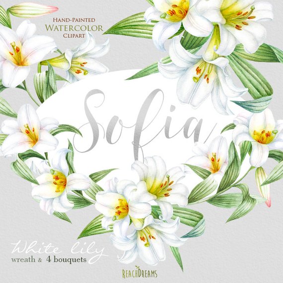 570x570 Lily Flowers Watercolor Clipartwedding Floral White Wreath Amp Etsy - Lily Flower Watercolor
