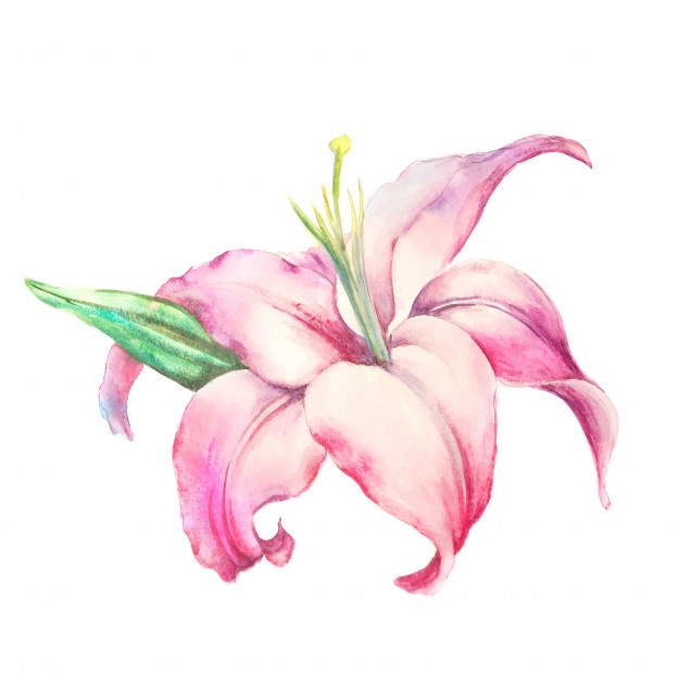626x626 Lily Vectors, Photos And Psd Files Free Download - Lily Flower Watercolor