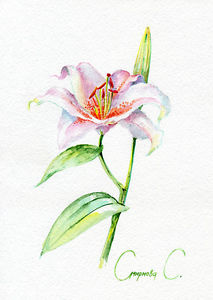 213x300 Lily Flower, Watercolor Original Painting From The Artist Ebay - Lily Flower Watercolor
