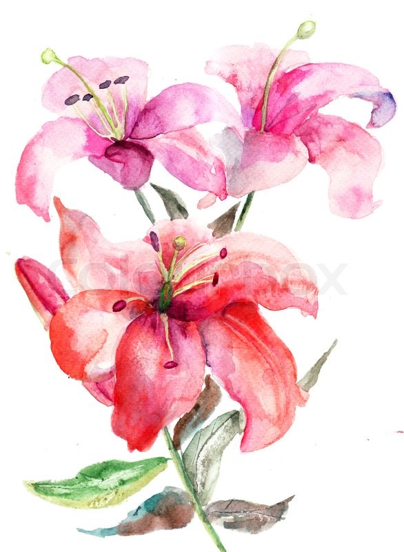 586x800 Lily Flowers, Watercolor Illustration Stock Photo Colourbox - Lily Flower Watercolor
