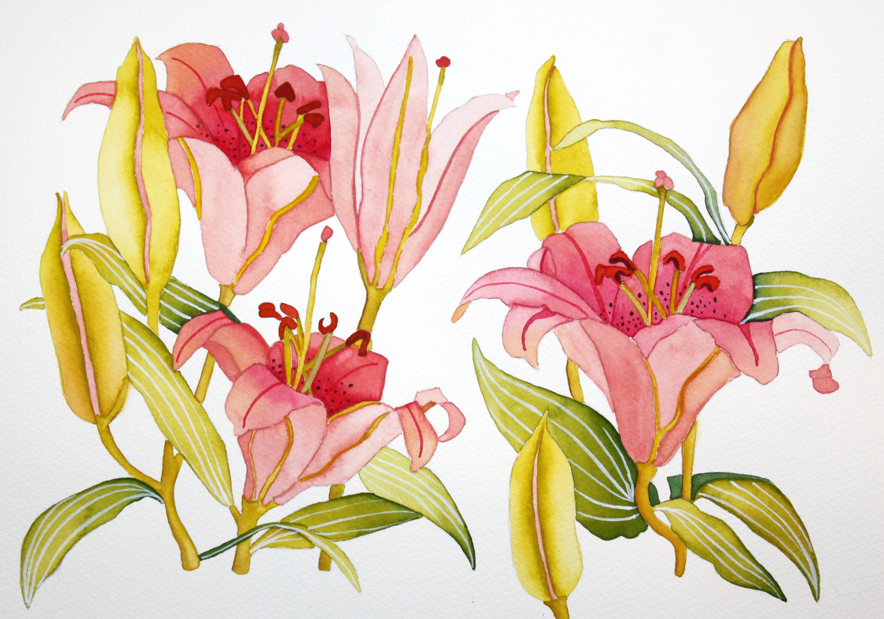 3594x2515 Pink Lilies Afternoon Artist - Lily Flower Watercolor