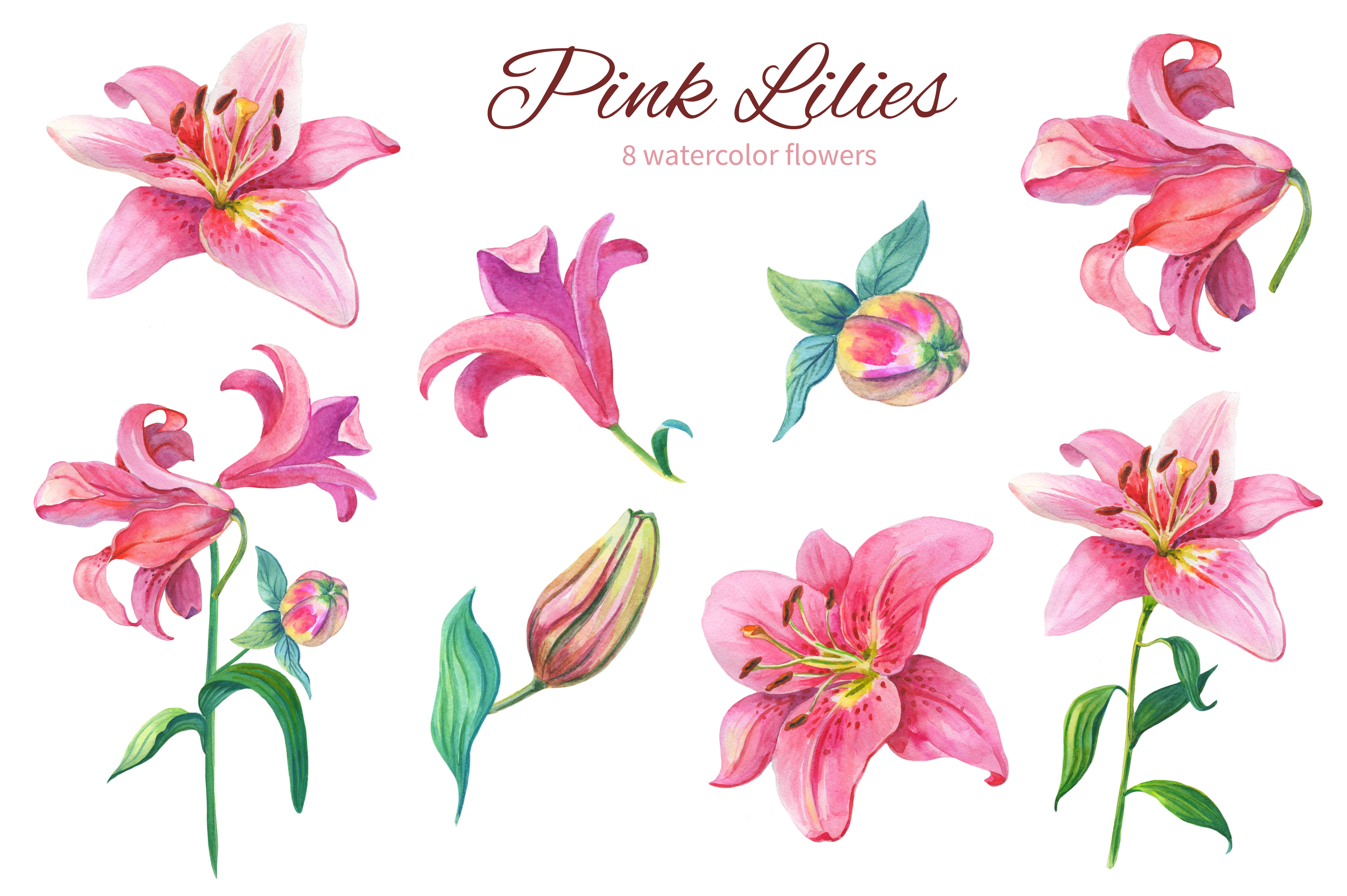 4833x3217 Pink Lilies.watercolor Clipart. - Lily Flower Watercolor