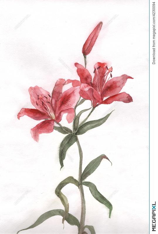 539x800 Red Lily Flower Watercolor Painting Illustration 4230094 - Lily Flower Watercolor