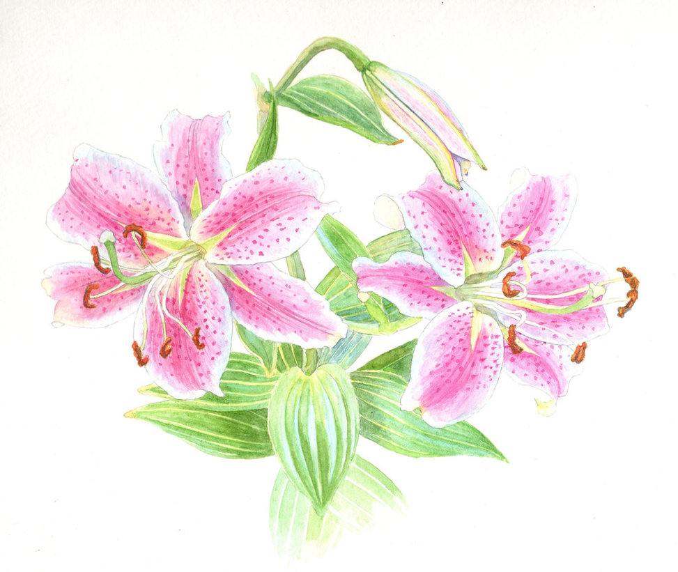973x821 Stargazer Lily Flowers - Lily Flower Watercolor