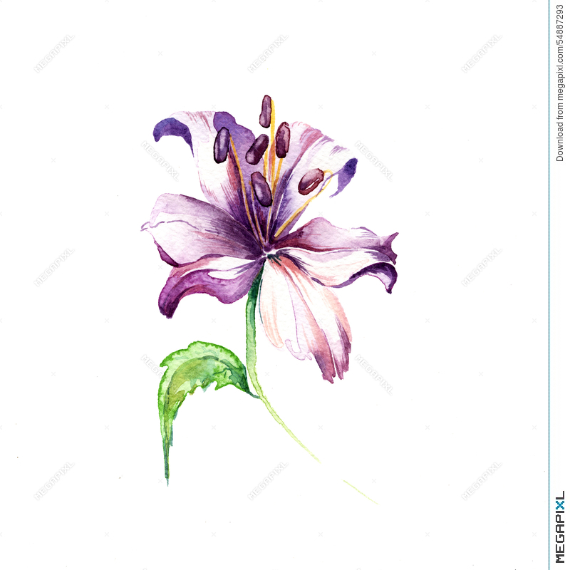800x800 The Blue Purple Lily Flowers Watercolor Illustration 54887293 - Lily Flower Watercolor