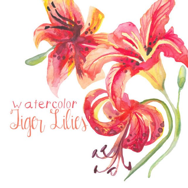 642x642 Tiger Lily Watercolor Floral Clipart Instant Download Digital Etsy - Lily Flower Watercolor