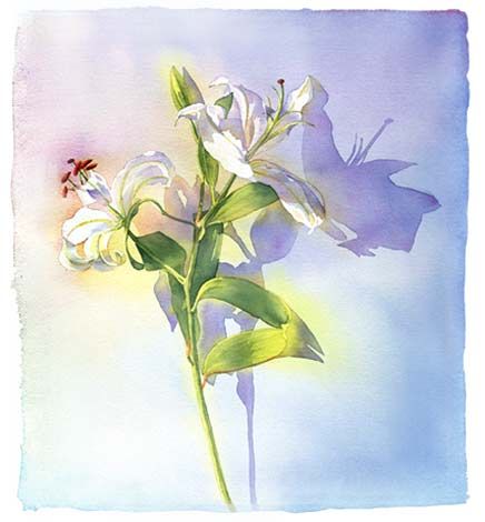 436x470 Dead Lily Flower - Lily Flower Watercolor